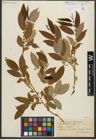 Foto von Salix triandra L.